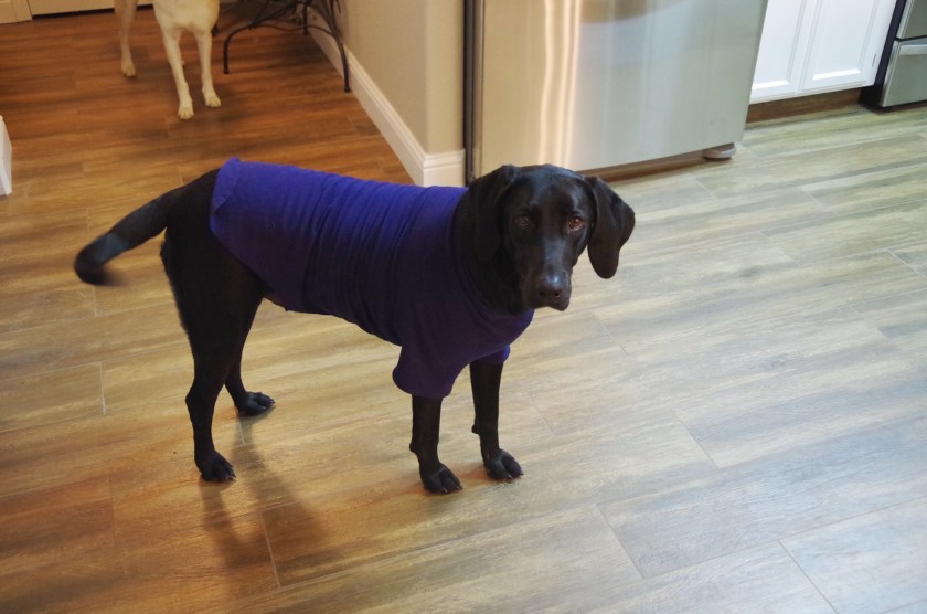 Basic Raglan Tee Milla Milla Patterns | Life by Ky Blog