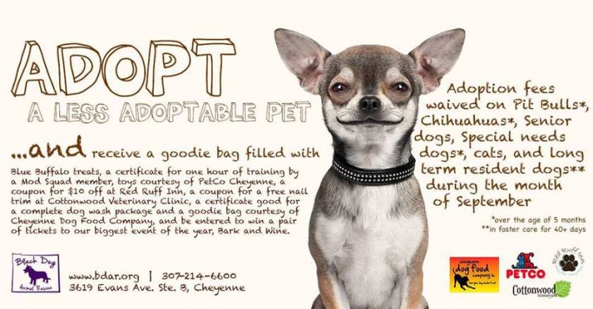 Black Dog Animal Rescue